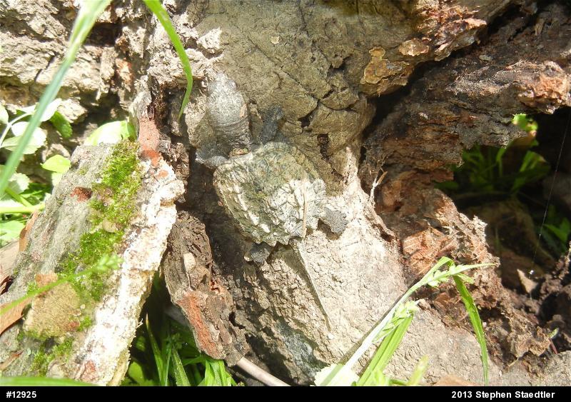Snapping Turtle