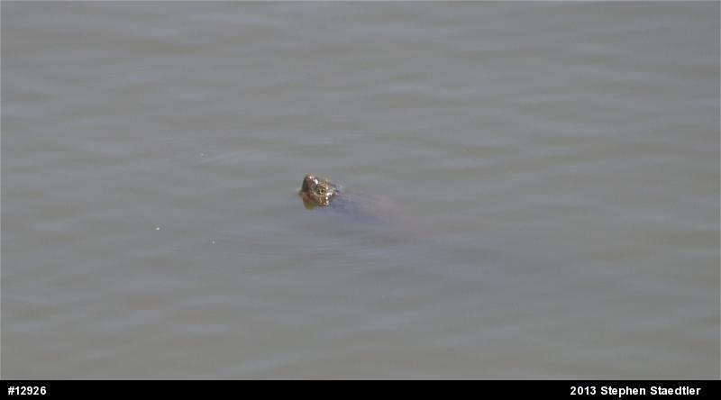 Snapping Turtle