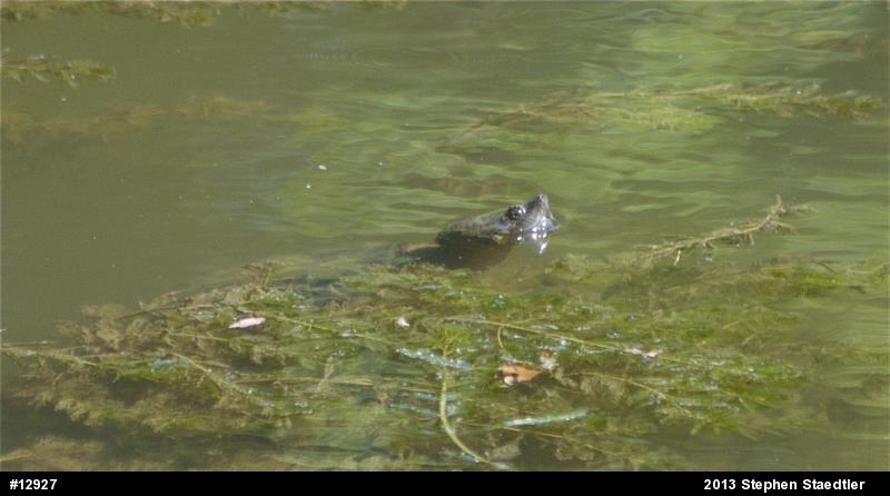 Snapping Turtle