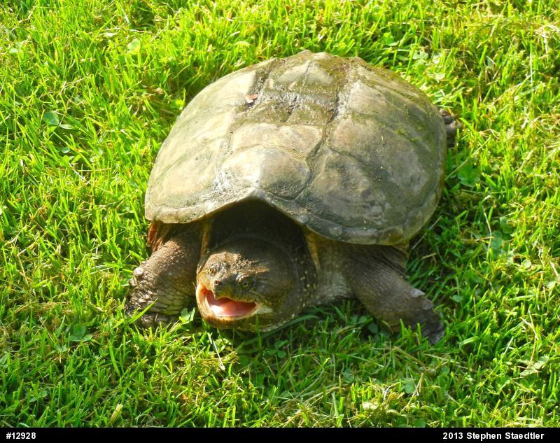 Snapping Turtle