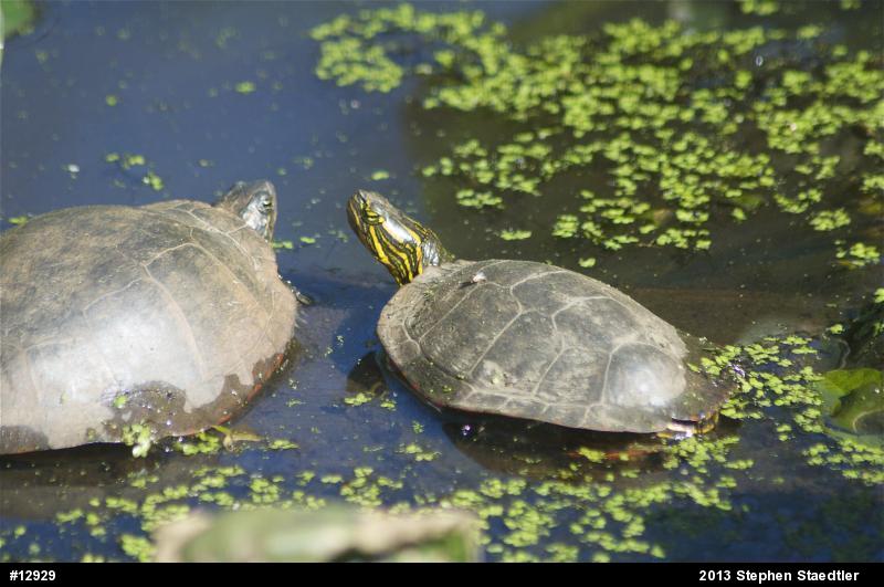 Painted Turtle