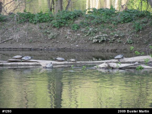 Northern Map Turtle
