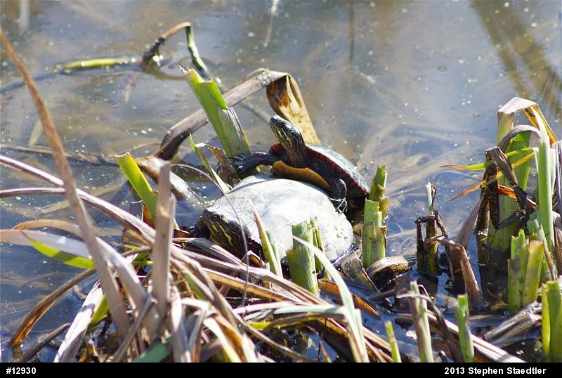 Eastern Painted Turtle