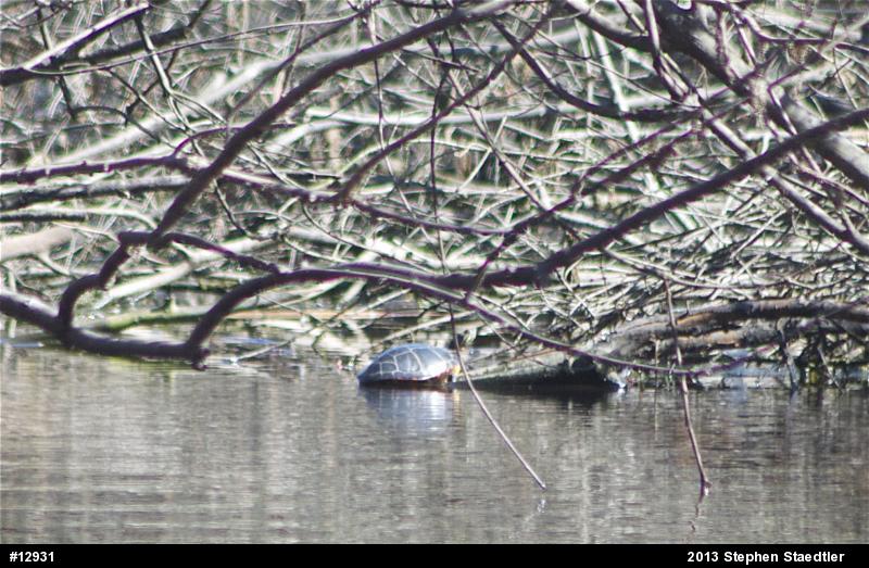 Eastern Painted Turtle
