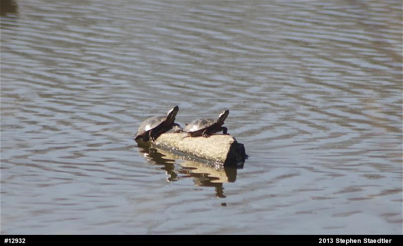 Painted Turtle