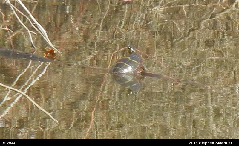 Eastern Painted Turtle