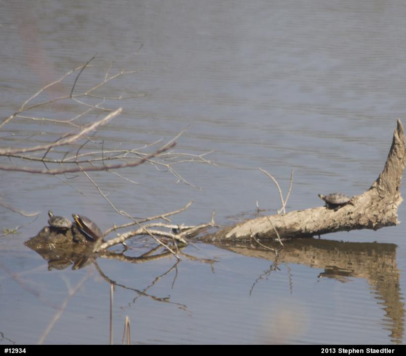 Eastern Painted Turtle