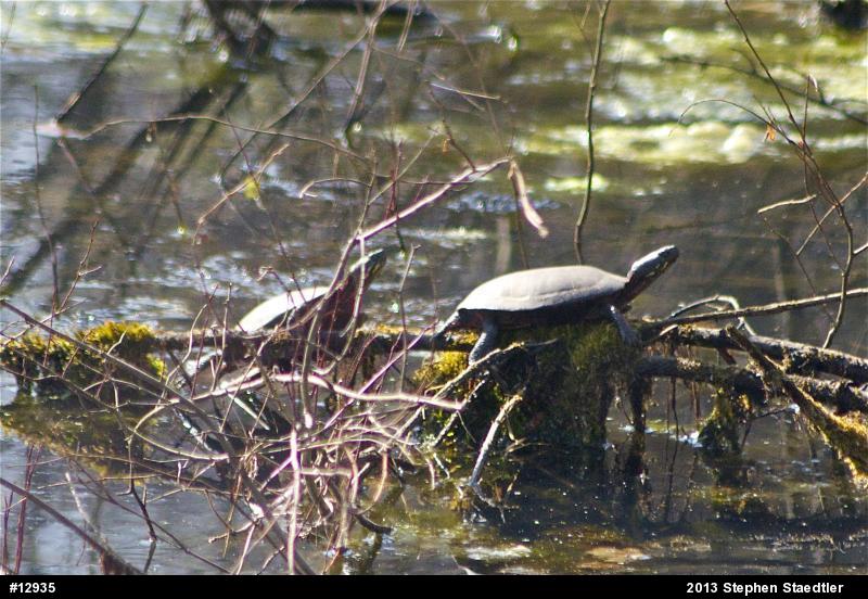 Eastern Painted Turtle
