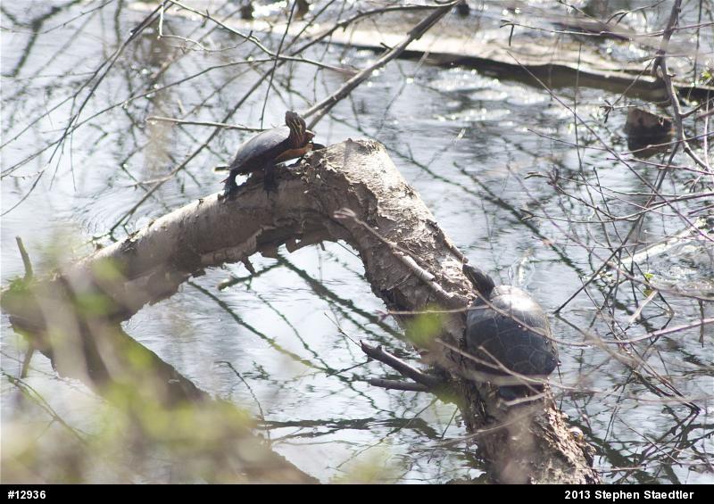 Eastern Painted Turtle