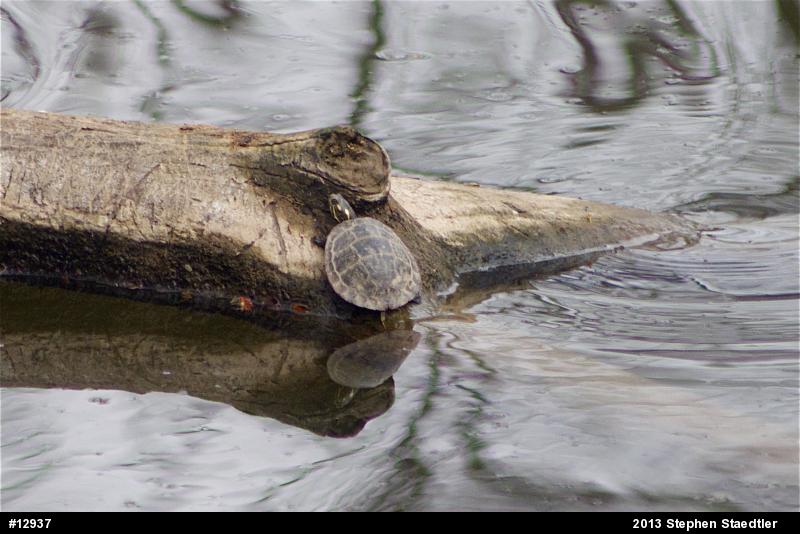 Eastern Painted Turtle