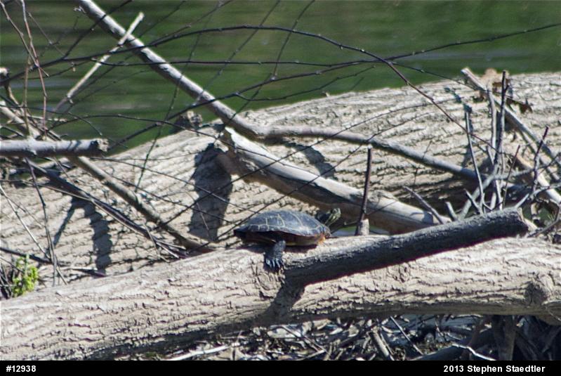 Eastern Painted Turtle