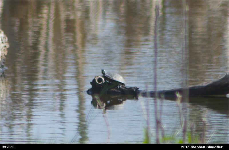 Painted Turtle