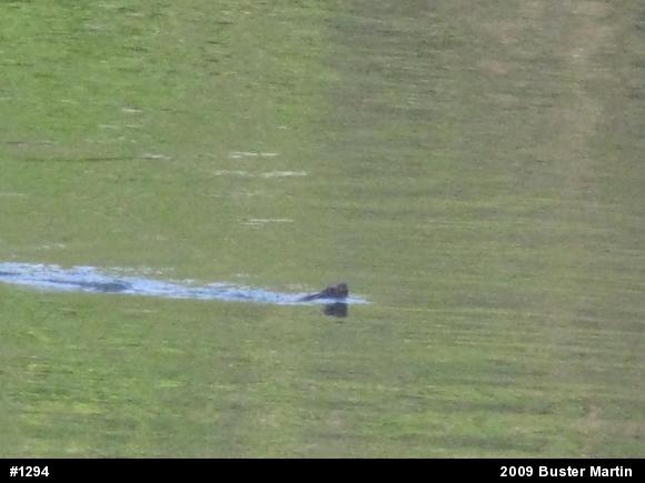 Snapping Turtle