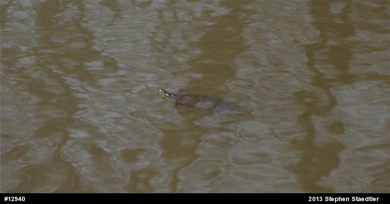 Eastern Painted Turtle