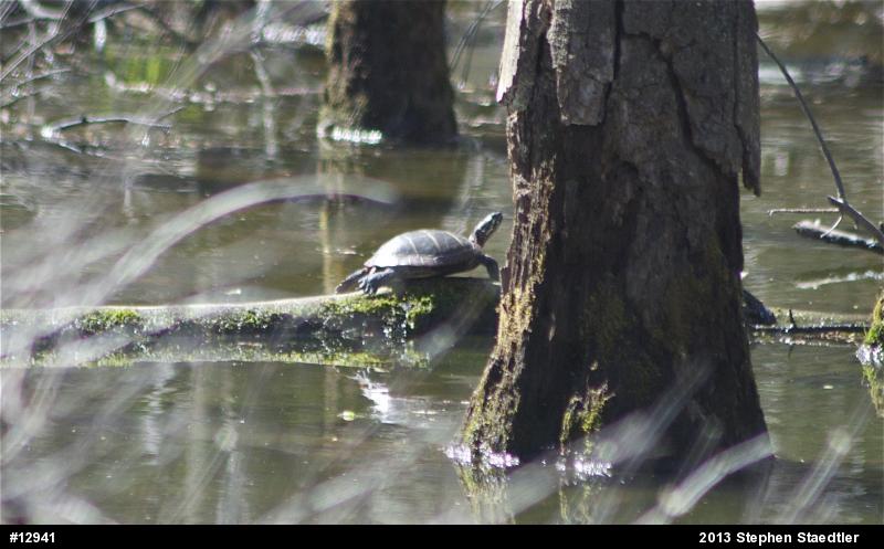 Eastern Painted Turtle