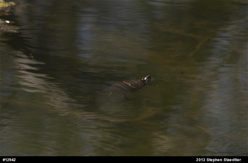 Eastern Painted Turtle