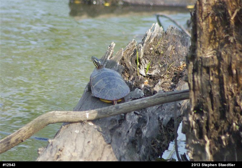 Eastern Painted Turtle