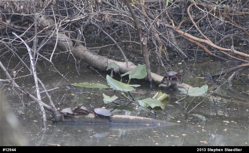 Eastern Painted Turtle