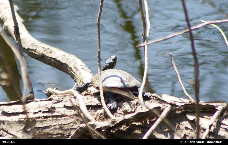Eastern Painted Turtle
