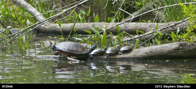 Eastern Painted Turtle