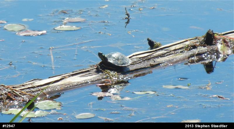 Painted Turtle