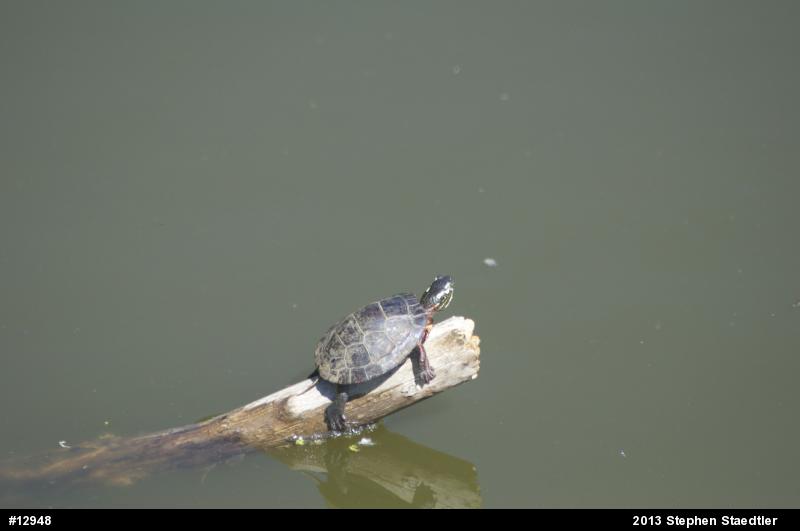 Eastern Painted Turtle