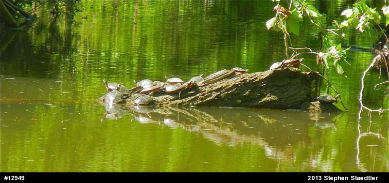 Eastern Painted Turtle