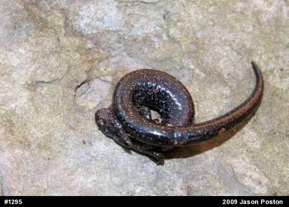 Northern Ravine Salamander