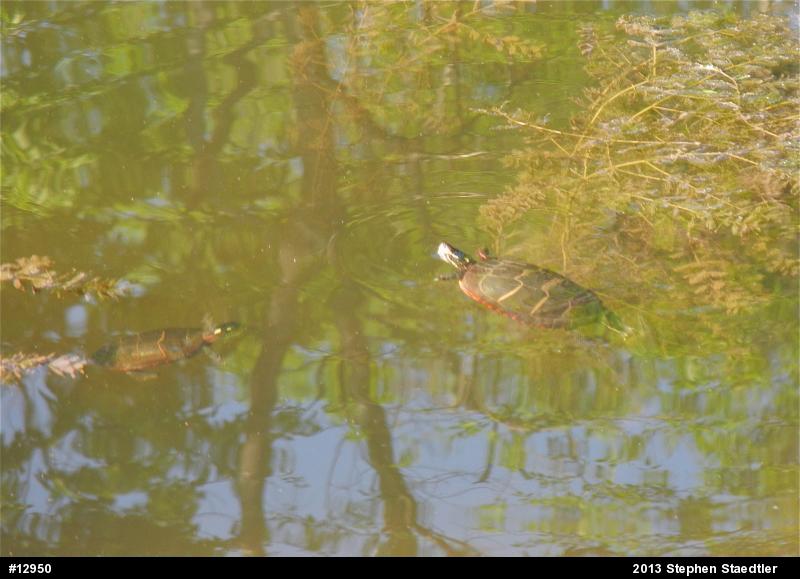 Eastern Painted Turtle