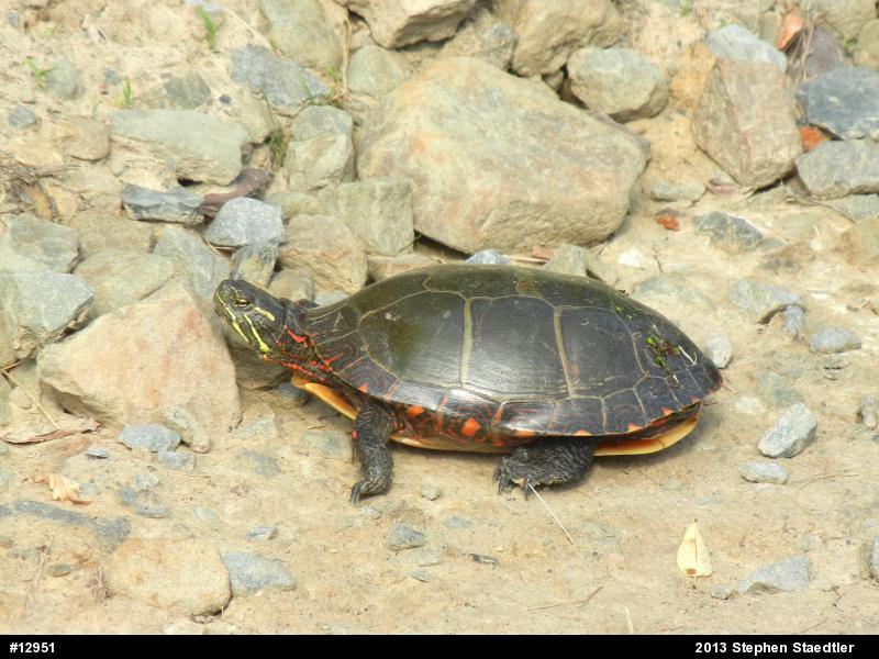 Eastern Painted Turtle