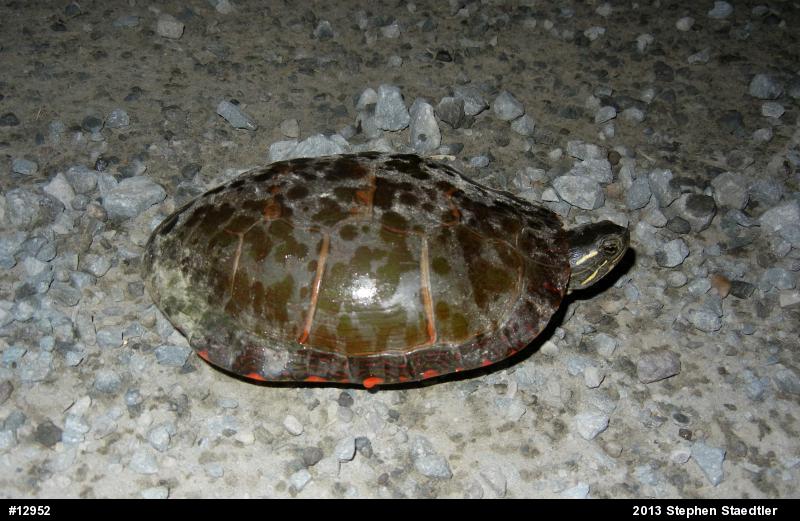 Midland Painted Turtle