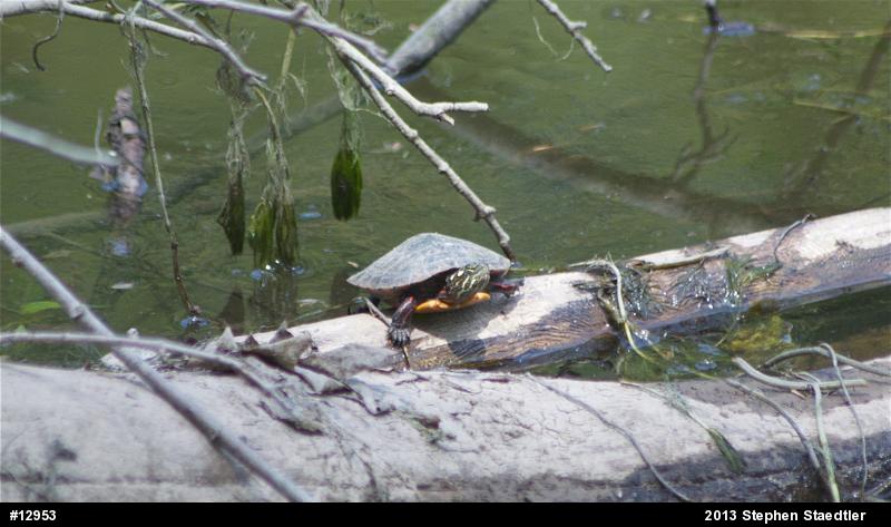 Eastern Painted Turtle