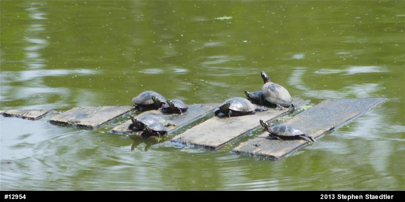 Eastern Painted Turtle