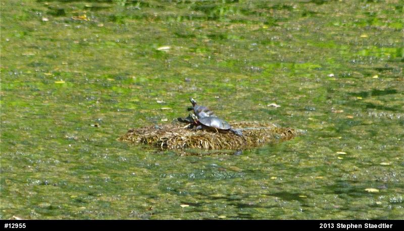 Eastern Painted Turtle
