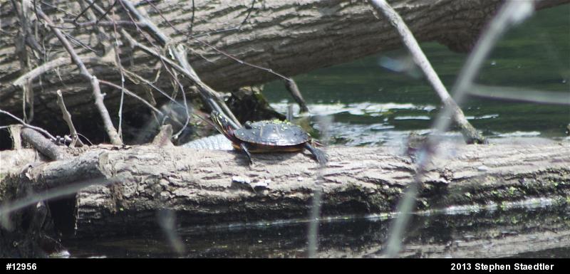 Eastern Painted Turtle