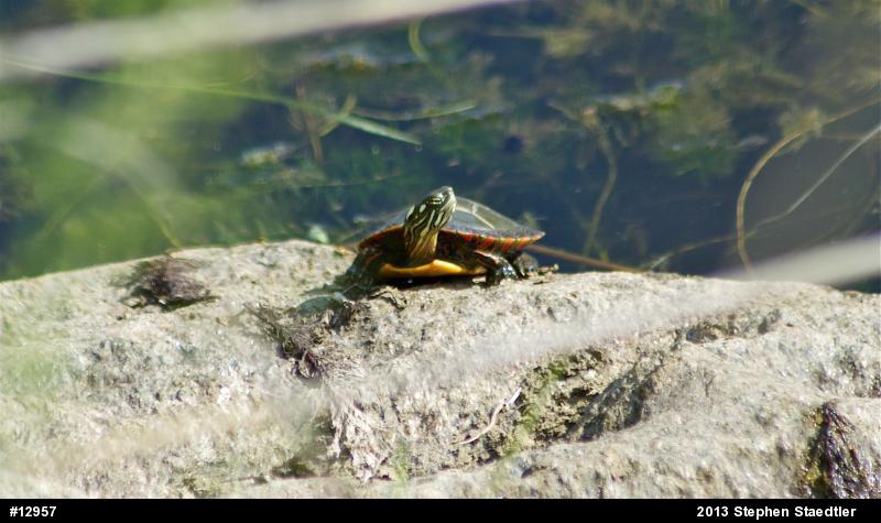 Eastern Painted Turtle