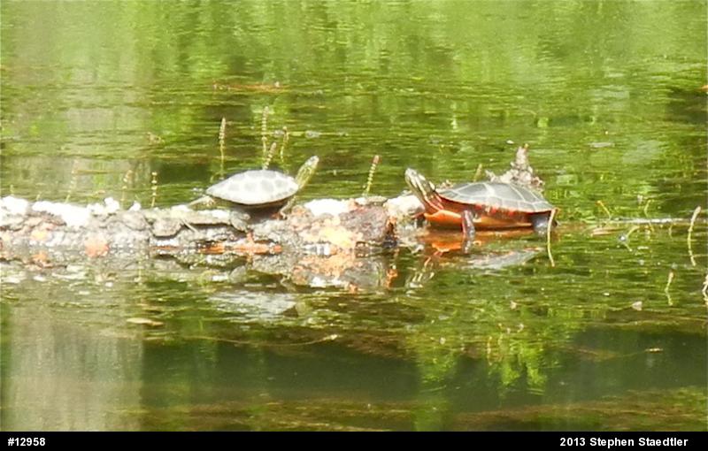Eastern Painted Turtle