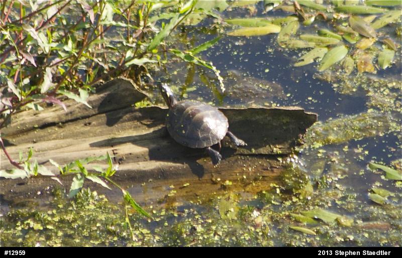 Eastern Painted Turtle