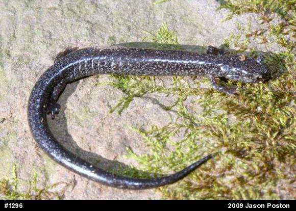 Northern Ravine Salamander