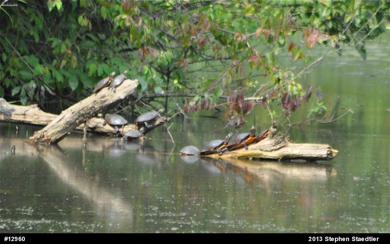 Eastern Painted Turtle