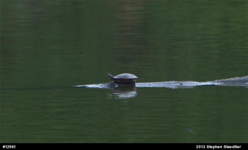 Painted Turtle