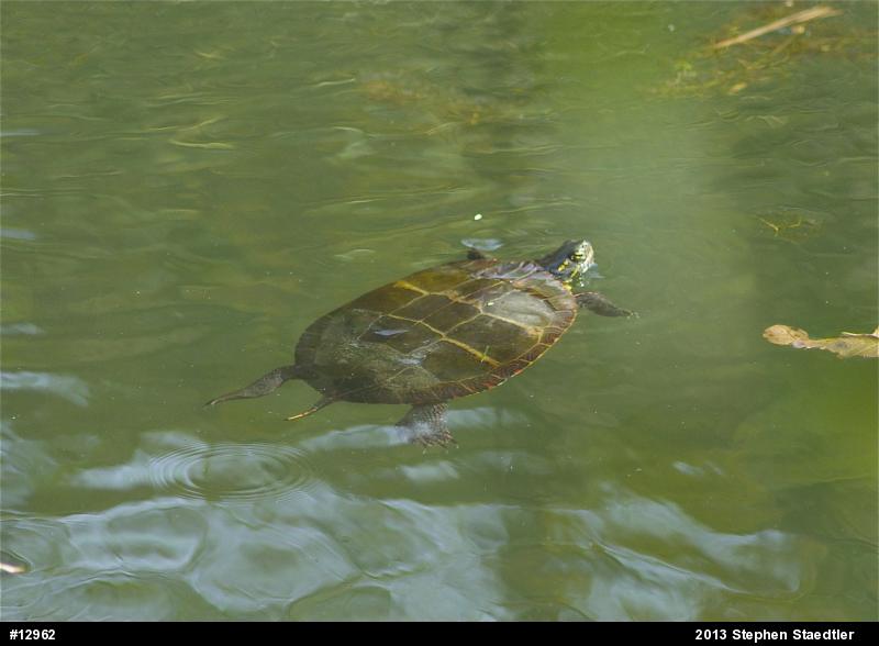 Eastern Painted Turtle