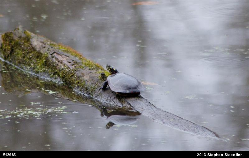 Eastern Painted Turtle