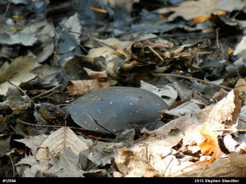 Spotted Turtle