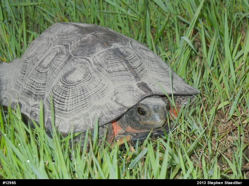 Wood Turtle