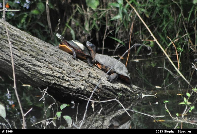 Wood Turtle