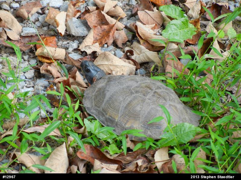 Wood Turtle