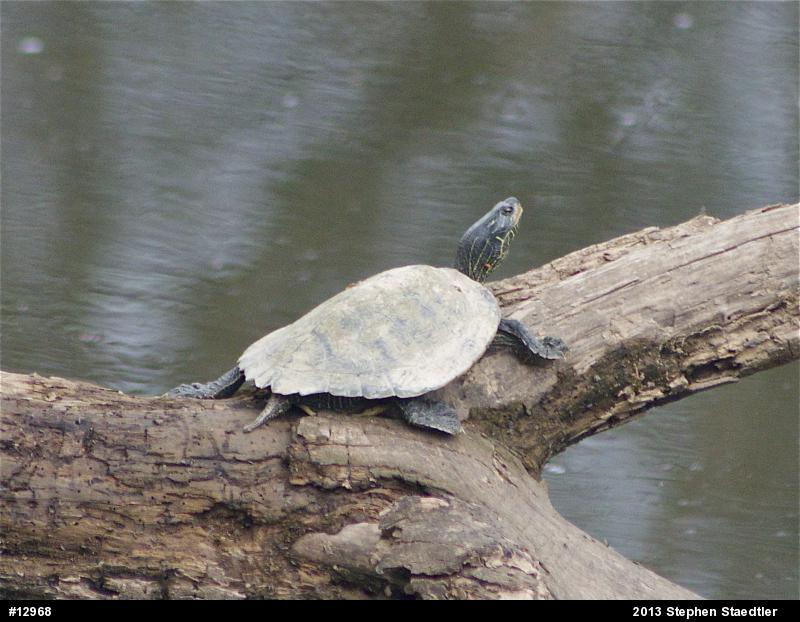 Northern Map Turtle