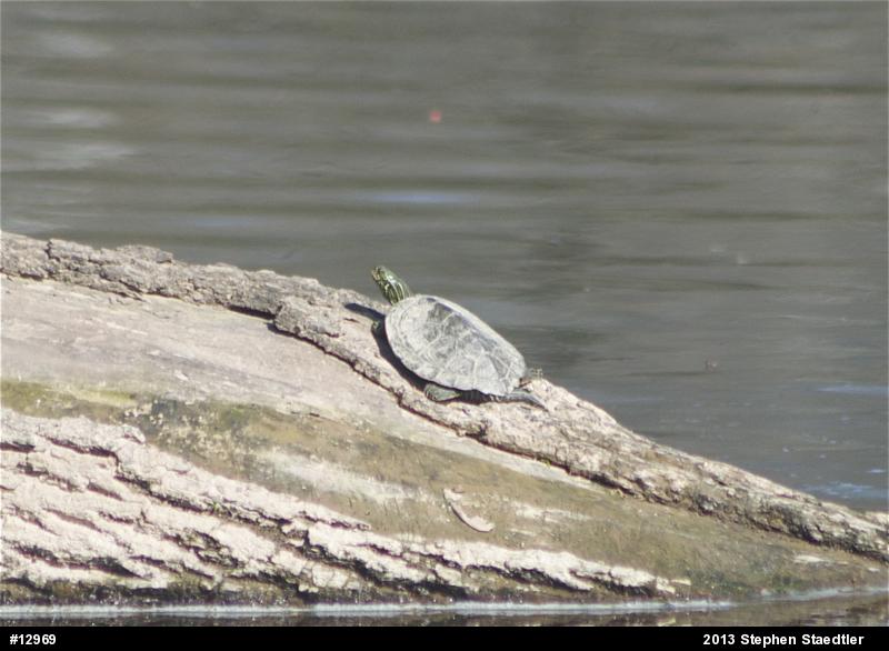 Northern Map Turtle
