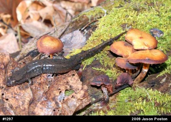 Northern Dusky Salamander